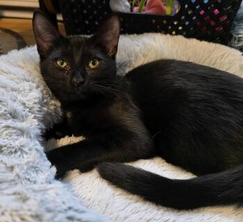 Rescue Domestic Short Hair Cats for Adoption in Terrebonne, Quebec - Azura | PetCurious