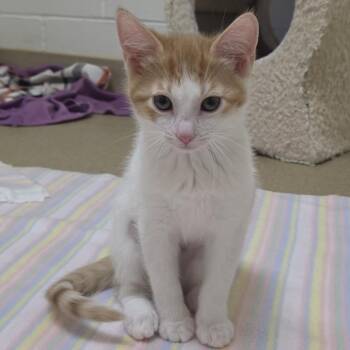 Martian -  Domestic Short Hair Cat for Adoption in Plover, Wisconsin - Martian | PetCurious