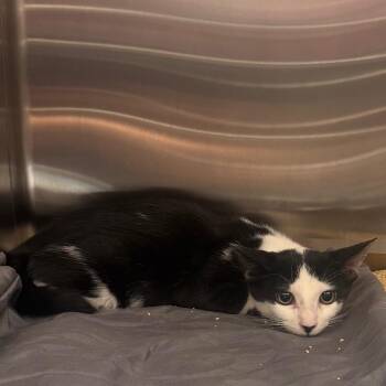 Ringo -  Domestic Short Hair Cat for Adoption in Clearwater, Florida - Ringo | PetCurious