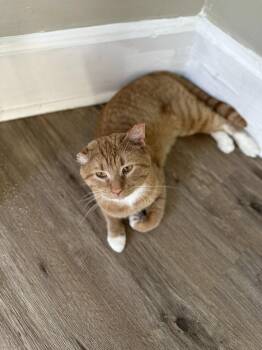 Domestic Short Hair Cats Available for Adoption in Waveland, Indiana - Mr. Biscuit | PetCurious