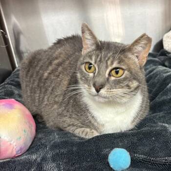Domestic Short Hair Cats Available for Adoption in Los Angeles, California - Katrina | PetCurious