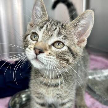 Clark -  Domestic Short Hair Cat Available for Adoption in Matteson, Illinois - Clark | PetCurious