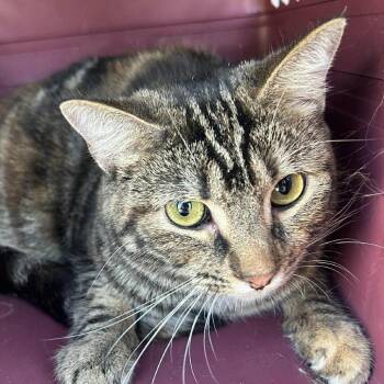 Domestic Short Hair Cats Available for Adoption in Hemet, California - Harper | PetCurious