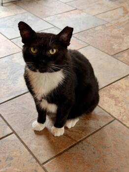 Tuxedo Cats Available for Adoption in Capshaw, Alabama - CHAOS | PetCurious