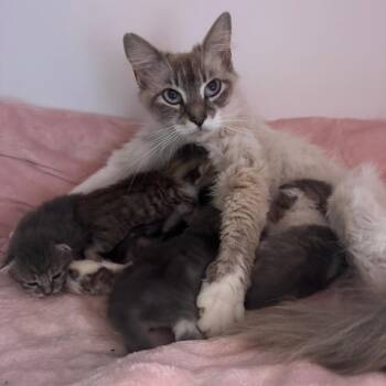 Siamese and Domestic Medium Hair Cats Available for Adoption in New Orleans, Louisiana - Cat-erine O-Hairball | PetCurious