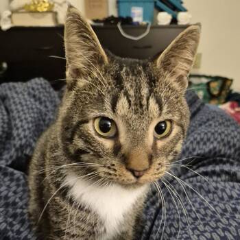 Rescue Domestic Short Hair Cats for Adoption in Madison, Wisconsin - Justin | PetCurious