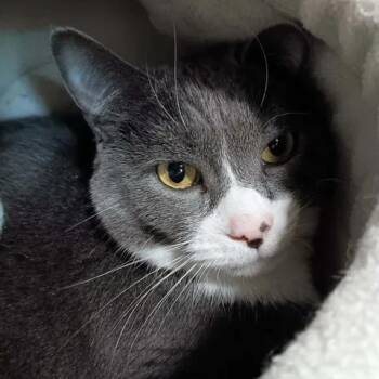 Leonard Hofstadter -  Domestic Short Hair Cat for Adoption in Winthrop, Maine - Leonard Hofstadter | PetCurious