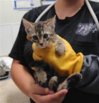 MR KRABS -  Domestic Medium Hair and Domestic Short Hair Cat for Adoption in Albuquerque, New Mexico - MR KRABS | PetCurious