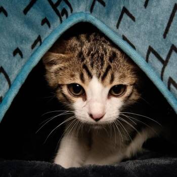 Arlo -  Domestic Short Hair Cat for Adoption in Santa Fe, Texas - Arlo | PetCurious