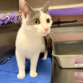 Luna Lou -  Domestic Short Hair Cat for Adoption in Buffalo, New York - Luna Lou | PetCurious