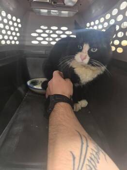 Domestic Short Hair Cats Available for Adoption in Glenfield, New York - Titus | PetCurious