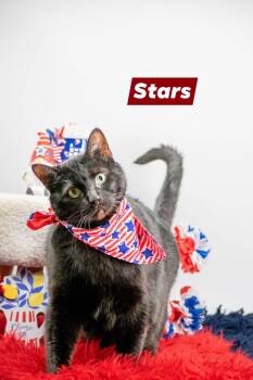 Domestic Short Hair Cats Available for Adoption in Sevierville, Tennessee - Stars | PetCurious
