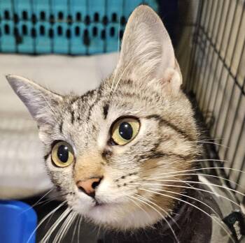 Rescue Tabby and Bengal Cats for Adoption - Trina | PetCurious