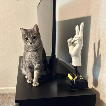 Tabby and Domestic Short Hair Cats Available for Adoption in Morgan Hill, California - Josette | PetCurious