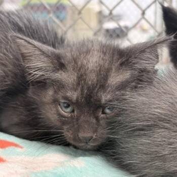 Chrissy -  Domestic Short Hair Cat for Adoption in New York, New York - Chrissy | PetCurious
