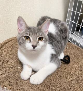 Nova -  Domestic Short Hair Cat for Adoption in Lodi, California - Nova | PetCurious