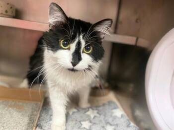 SWIRL -  Domestic Long Hair Cat for Adoption in Fort Wayne, Indiana - SWIRL | PetCurious