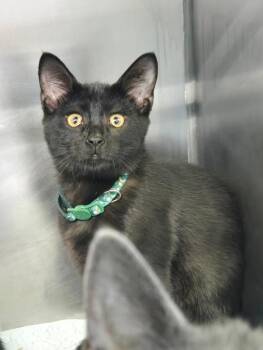 Denver -  Domestic Short Hair Cat for Adoption in Mount Vernon, Ohio - Denver | PetCurious