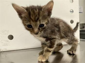 CRICKET -  Domestic Short Hair Cat for Adoption in Ontario, California - CRICKET | PetCurious