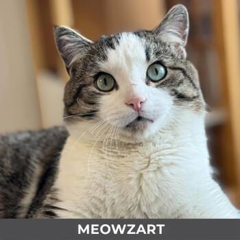 Domestic Short Hair Cats Available for Adoption in Toronto, Ontario - Meowzart | PetCurious