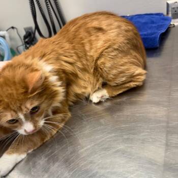 Domestic Medium Hair Cats Available for Adoption - Bobbie | PetCurious