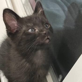 Sasuke -  Domestic Short Hair Cat for Adoption in Salt Lake City, Utah - Sasuke | PetCurious