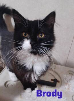 Domestic Medium Hair Cats Available for Adoption - Brody | PetCurious