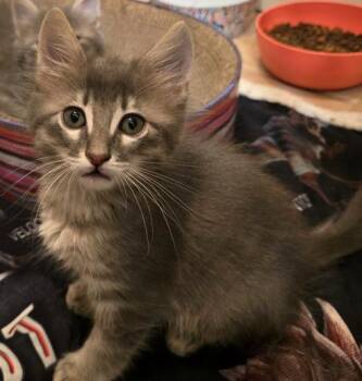 Vox -  Domestic Medium Hair Cat for Adoption in Liverpool, Texas - Vox | PetCurious