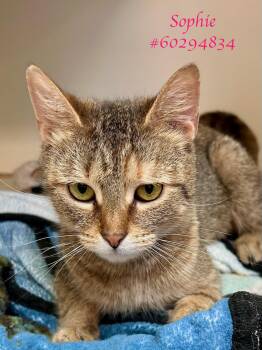 Tabby Cats Available for Adoption in Wilkes-barre, Pennsylvania - Sophie | PetCurious