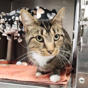 Rescue Domestic Short Hair Cats for Adoption in Fort Wayne, Indiana - Taquito | PetCurious