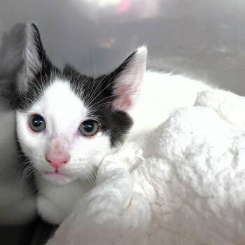 Dabbs (Benz) -  Domestic Short Hair Cat Available for Adoption in Michigan City, Indiana - Dabbs (Benz) | PetCurious