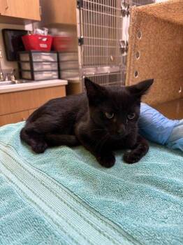 Ren -  Domestic Short Hair Cat for Adoption in Raleigh, North Carolina - Ren | PetCurious