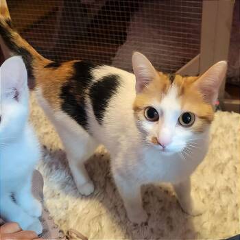 Domestic Short Hair Cats Available for Adoption in Plainfield, Illinois - Oriana | PetCurious