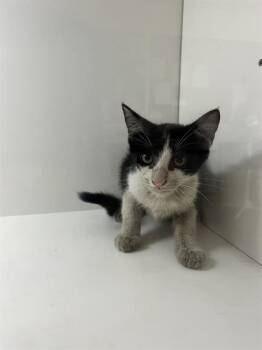 A1278279 -  Domestic Short Hair Cat for Adoption in Winter Haven, Florida - A1278279 | PetCurious