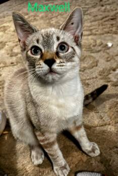 Rescue Domestic Short Hair Cats for Adoption in Rome, Georgia - Maxwell | PetCurious