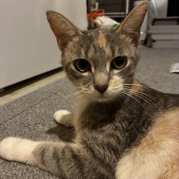 TAFFY -  Domestic Short Hair Cat for Adoption in Ben Avon, Pennsylvania - TAFFY | PetCurious