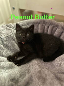 Rescue Domestic Short Hair Cats for Adoption in Rockaway, New Jersey - Peanut Butter KITTEN | PetCurious