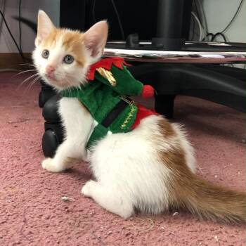 Nathan -  Domestic Short Hair Cat for Adoption in Newark, New Jersey - Nathan | PetCurious