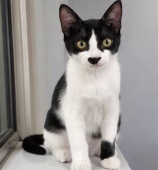 Henry and KitKat -  Domestic Short Hair Cat for Adoption in Hopkinton, Massachusetts - Henry And KitKat | PetCurious
