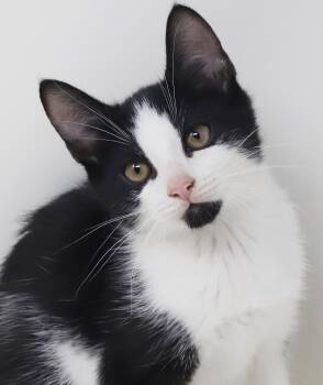Mini is happy chirpy fun - What a mush - TINY and perfect -  Tuxedo Cat for Adoption in Bedford Hills, New York - Mini Is Happy Chirpy Fun - What A Mush - TINY And Perfect | PetCurious