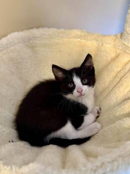 Domestic Short Hair Cats Available for Adoption in Lewis Center, Ohio - Anthony (Bridgerton Litter) | PetCurious