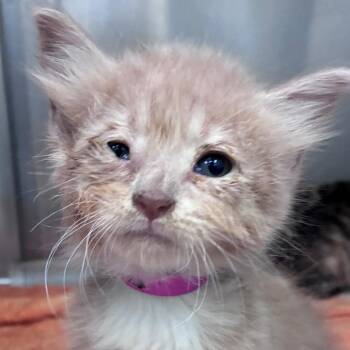 Rosalina -  Domestic Short Hair Cat for Adoption in Auburn, Alabama - Rosalina | PetCurious