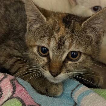 Rescue Domestic Short Hair Cats for Adoption in Chattanooga, Tennessee - Jinx | PetCurious