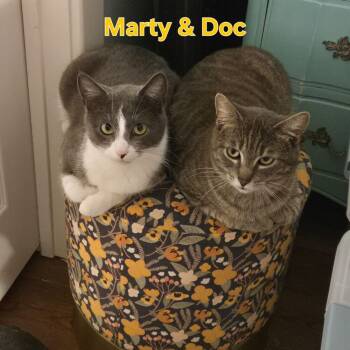 Marty & Doc (bonded pair) -  Domestic Short Hair Cat for Adoption in Plumerville, Arkansas - Marty & Doc (bonded Pair) | PetCurious
