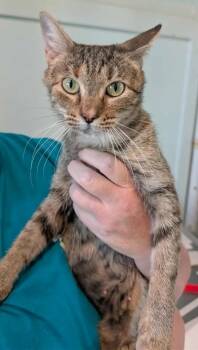 Rescue Domestic Short Hair Cats for Adoption in Kingsland, Georgia - Texas | PetCurious