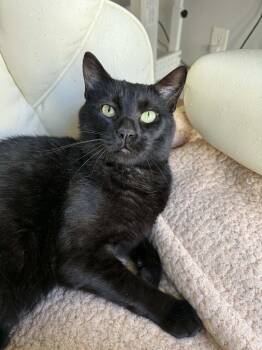 Domestic Short Hair Cats Available for Adoption in Boston, Massachusetts - Shadow | PetCurious