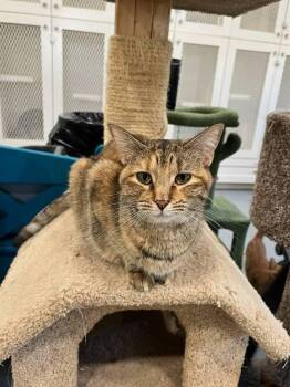 Domestic Short Hair Cats Available for Adoption - Genesis | PetCurious
