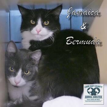 Jamaica and Bermuda -  Domestic Short Hair Cat for Adoption in Middle Township, New Jersey - Jamaica And Bermuda | PetCurious