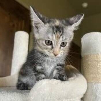 Frijole -  Domestic Short Hair Cat for Adoption in Prescott, Arizona - Frijole | PetCurious