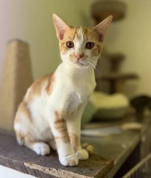 Ruby -  Domestic Short Hair Cat for Adoption in Sonora, California - Ruby | PetCurious